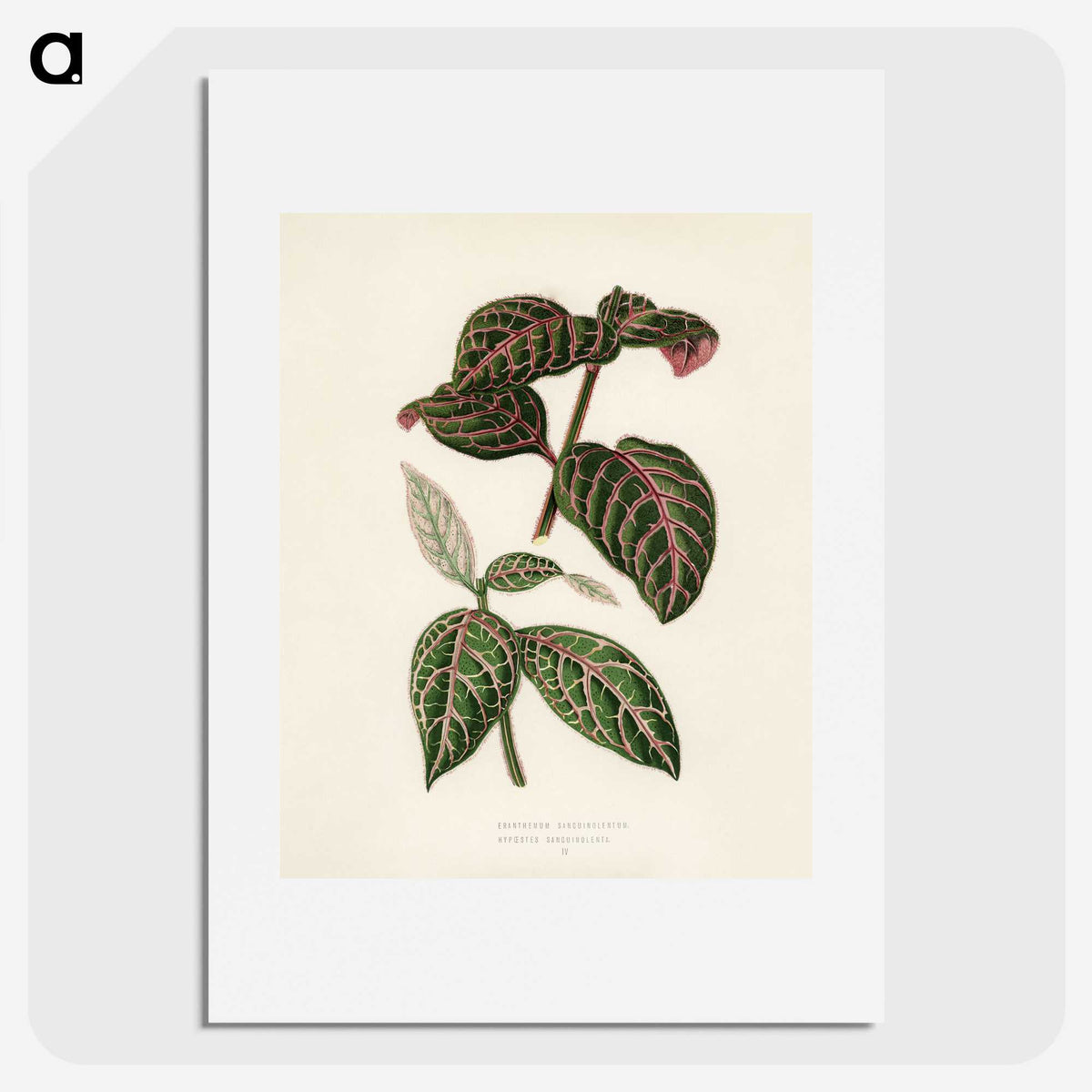1-6_New-and-Rare-Beautiful-Leaved-Plants_picture