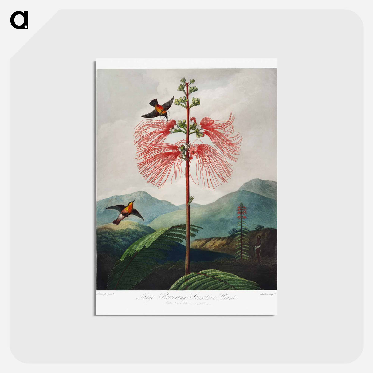 アートポストカード-Large-Flowering Sensitive Plant
- ロバート ジョン ソーントン Postcard.