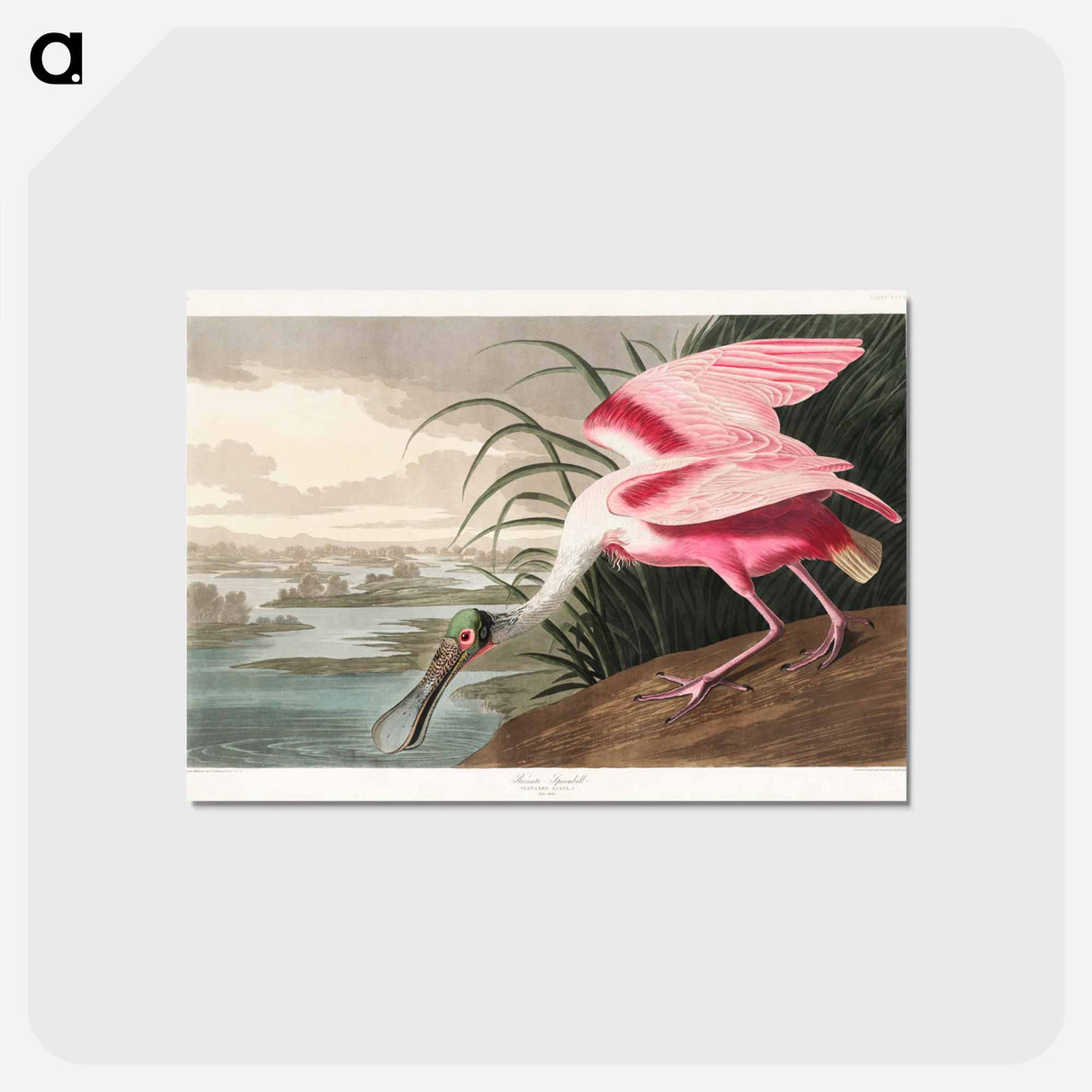 アートポストカード-Roseate Spoonbill from Birds of America
- アメリカの鳥たち Postcard.