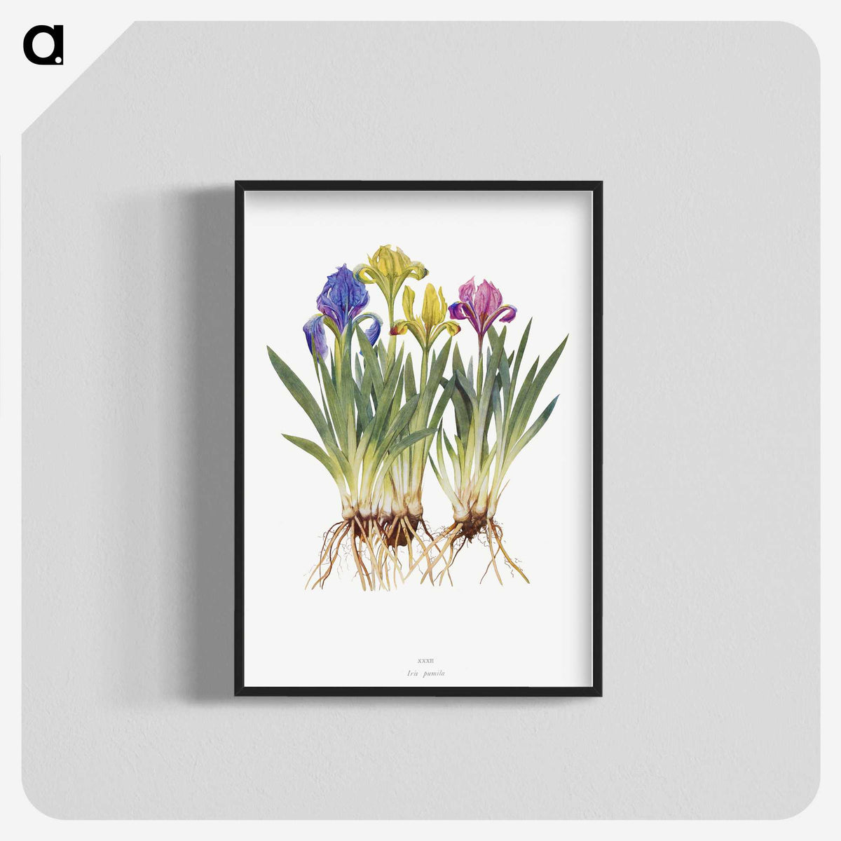 1-6_The-Genus-Iris_blk-crop