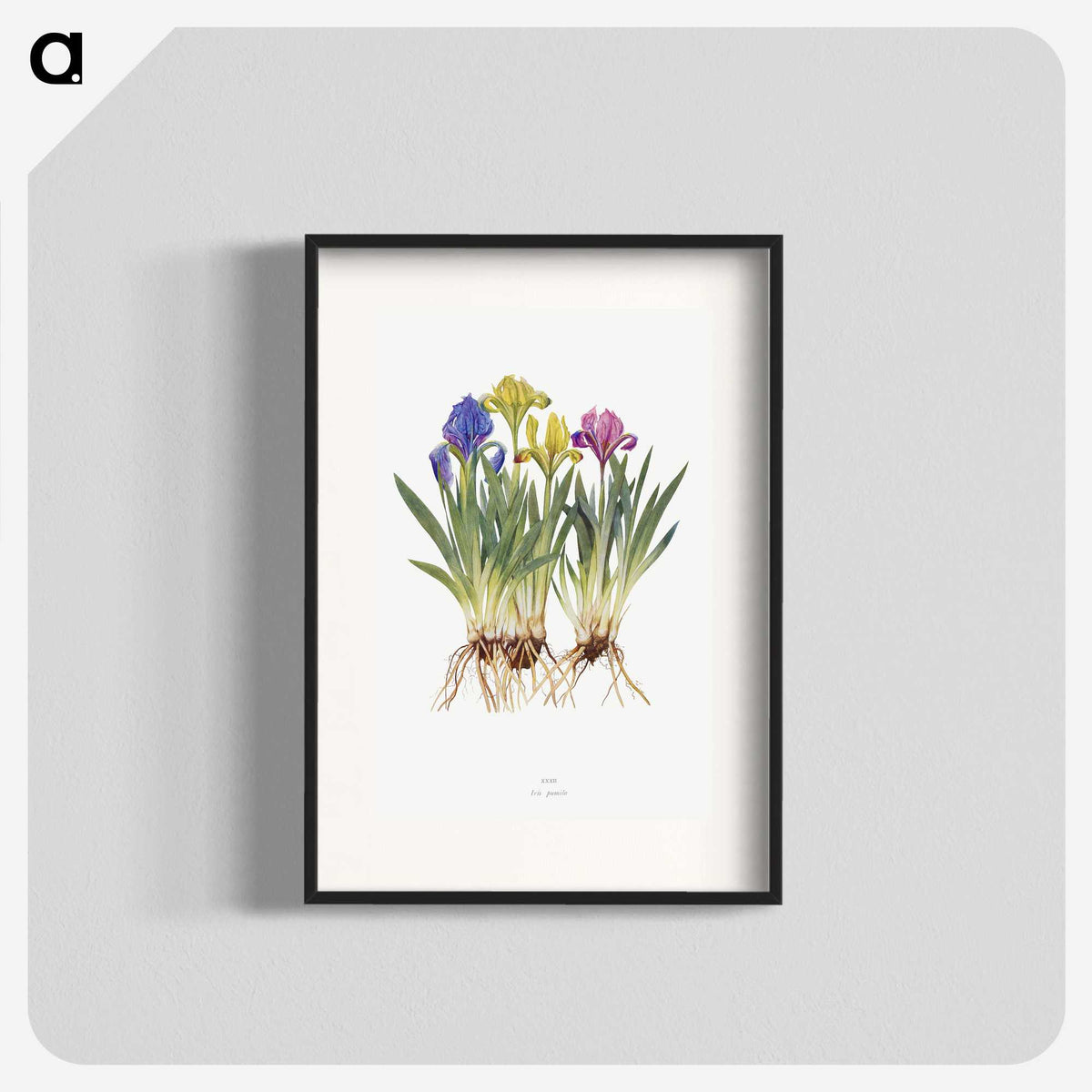 1-6_The-Genus-Iris_blk