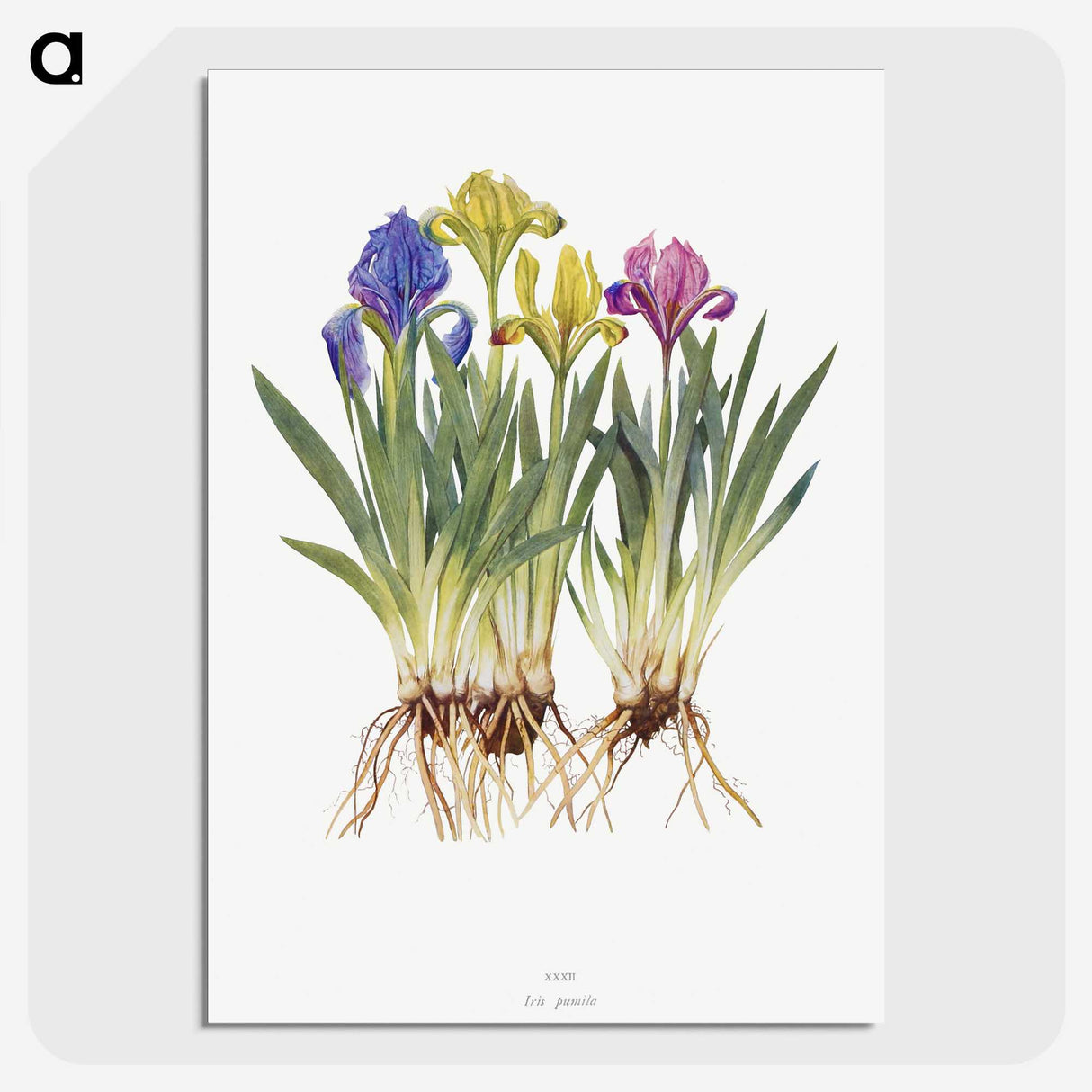 1-6_The-Genus-Iris_picture-crop