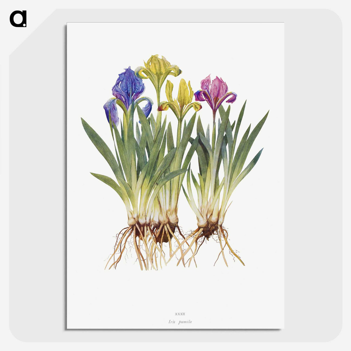 1-6_The-Genus-Iris_picture-crop