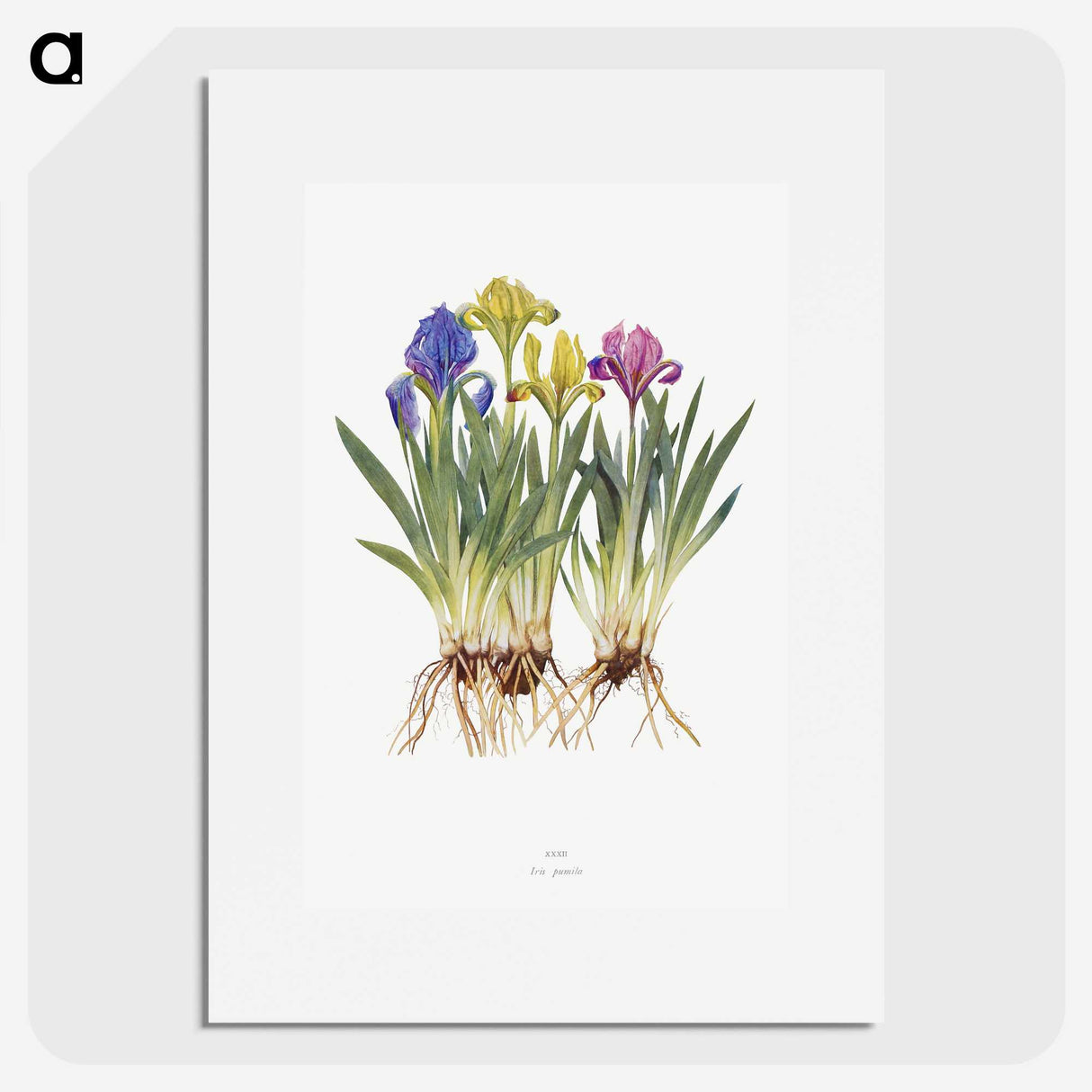 1-6_The-Genus-Iris_picture
