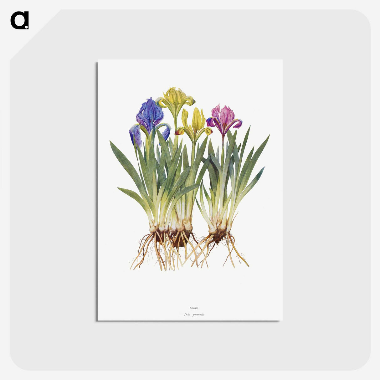 1-6_The-Genus-Iris_postcard