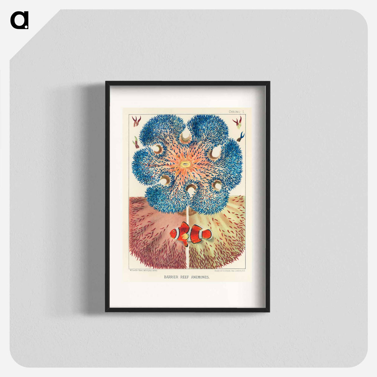 Barrier Reef Anemones - オーストラリアのグレートバリアリーフ Poster.