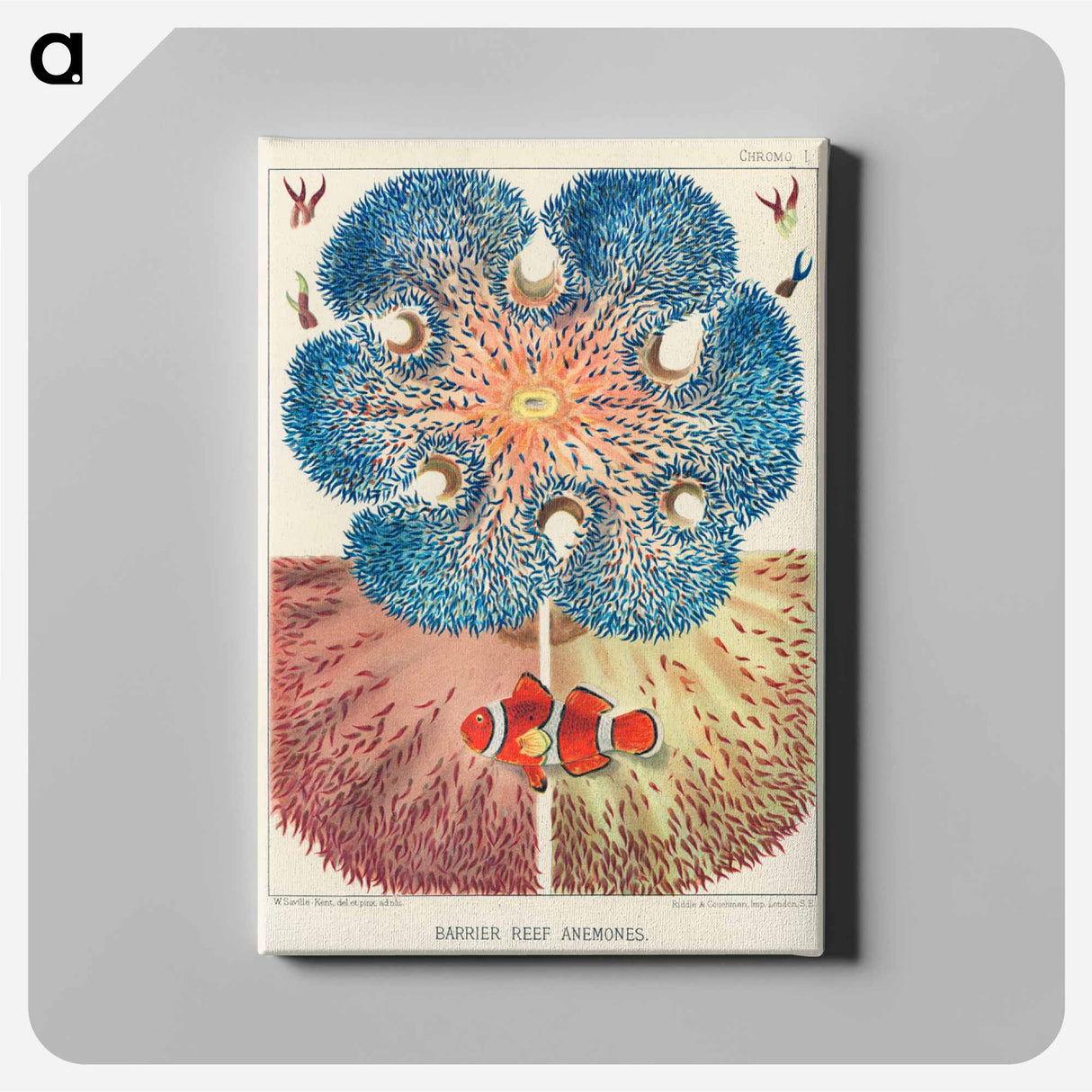 Barrier Reef Anemones - オーストラリアのグレートバリアリーフ Canvas.