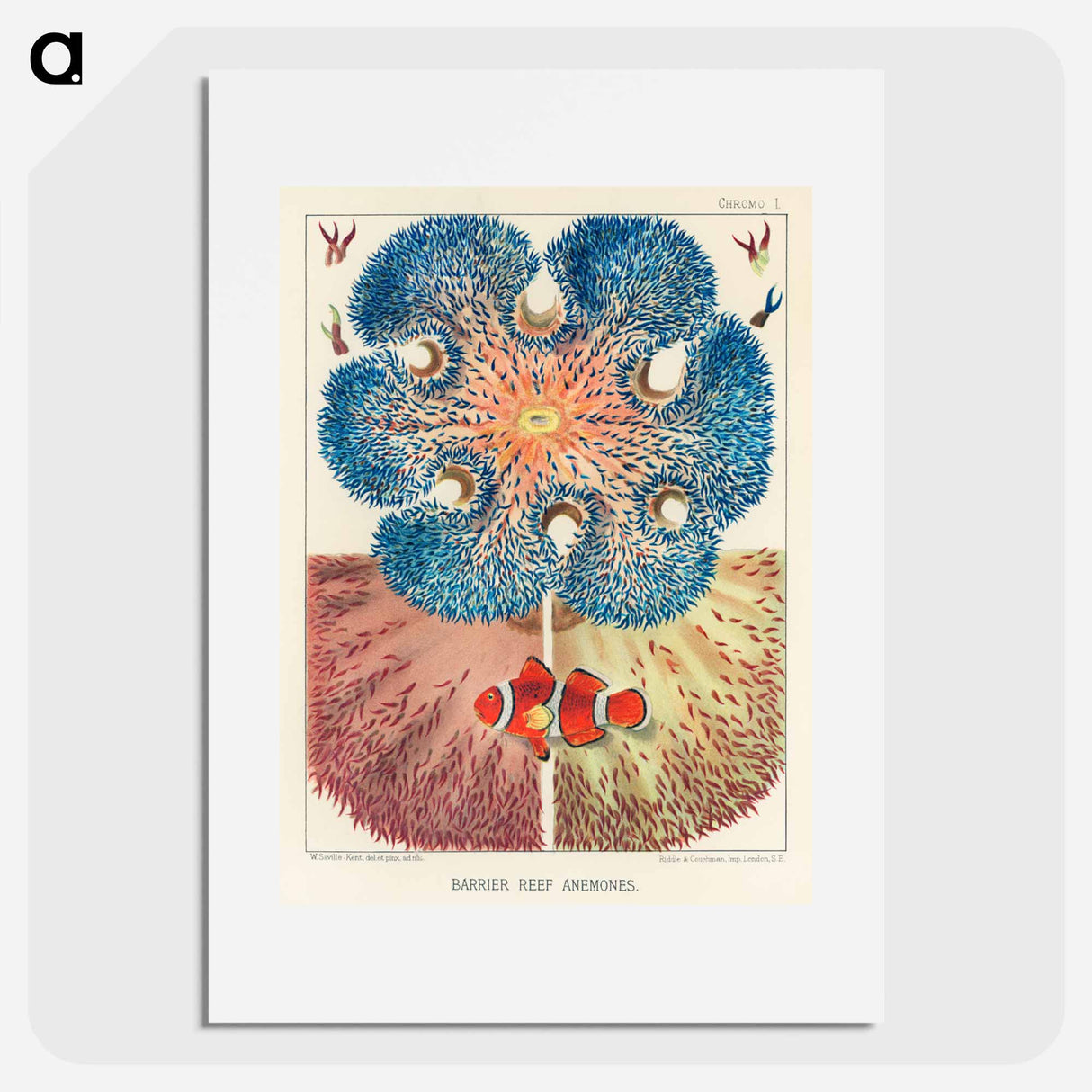 Barrier Reef Anemones - オーストラリアのグレートバリアリーフ Poster.