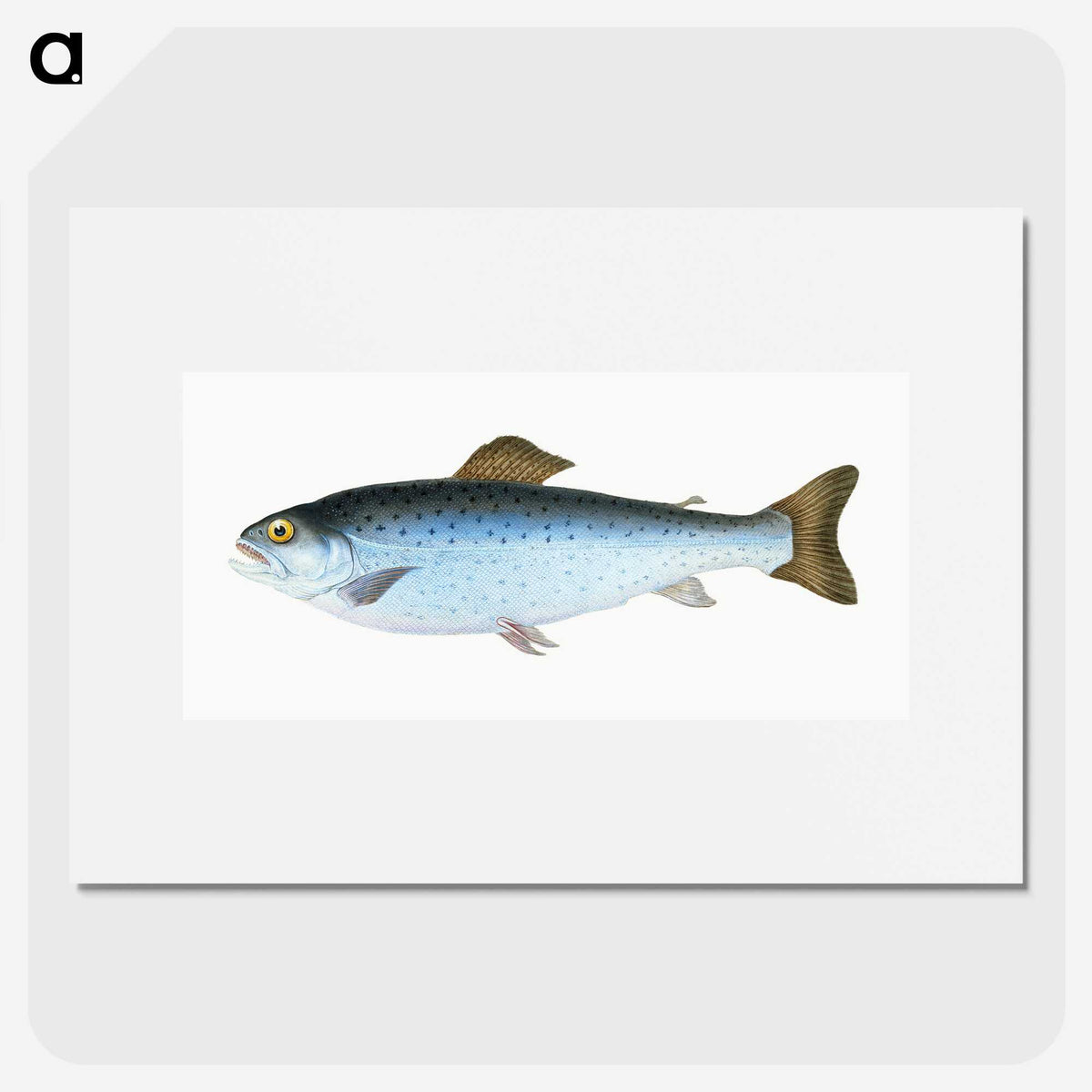 1-6_The-Natural-History-of-British-Fishes_picture