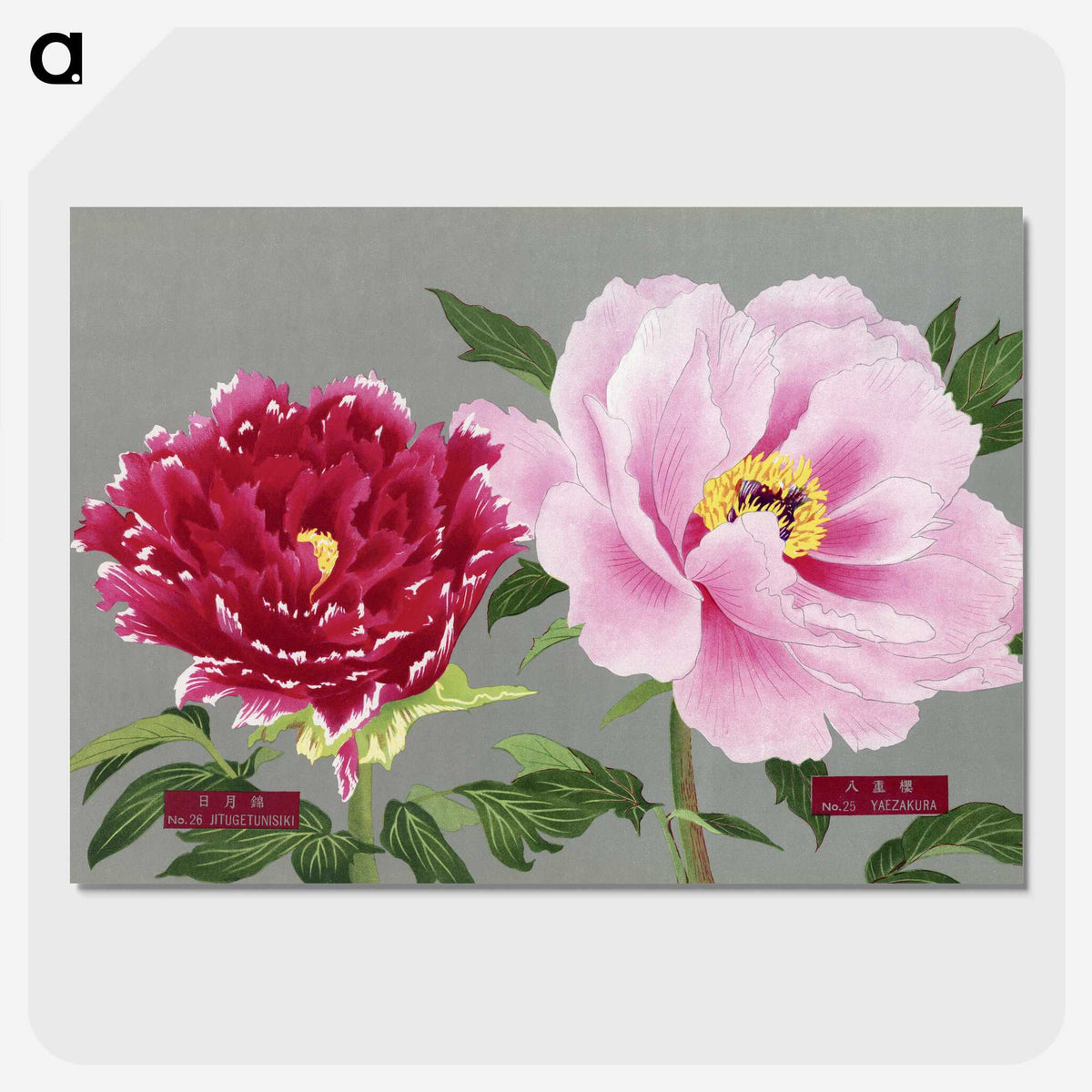 1-6_The-Picture-Book-of-Peonies_picture-crop