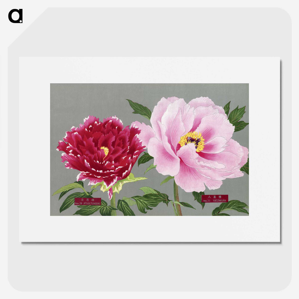 1-6_The-Picture-Book-of-Peonies_picture