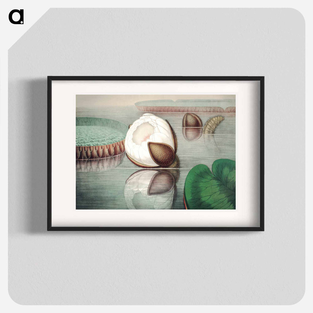 The Victoria Regia; or the Great Water Lily of America - ビクトリア レジア Poster.