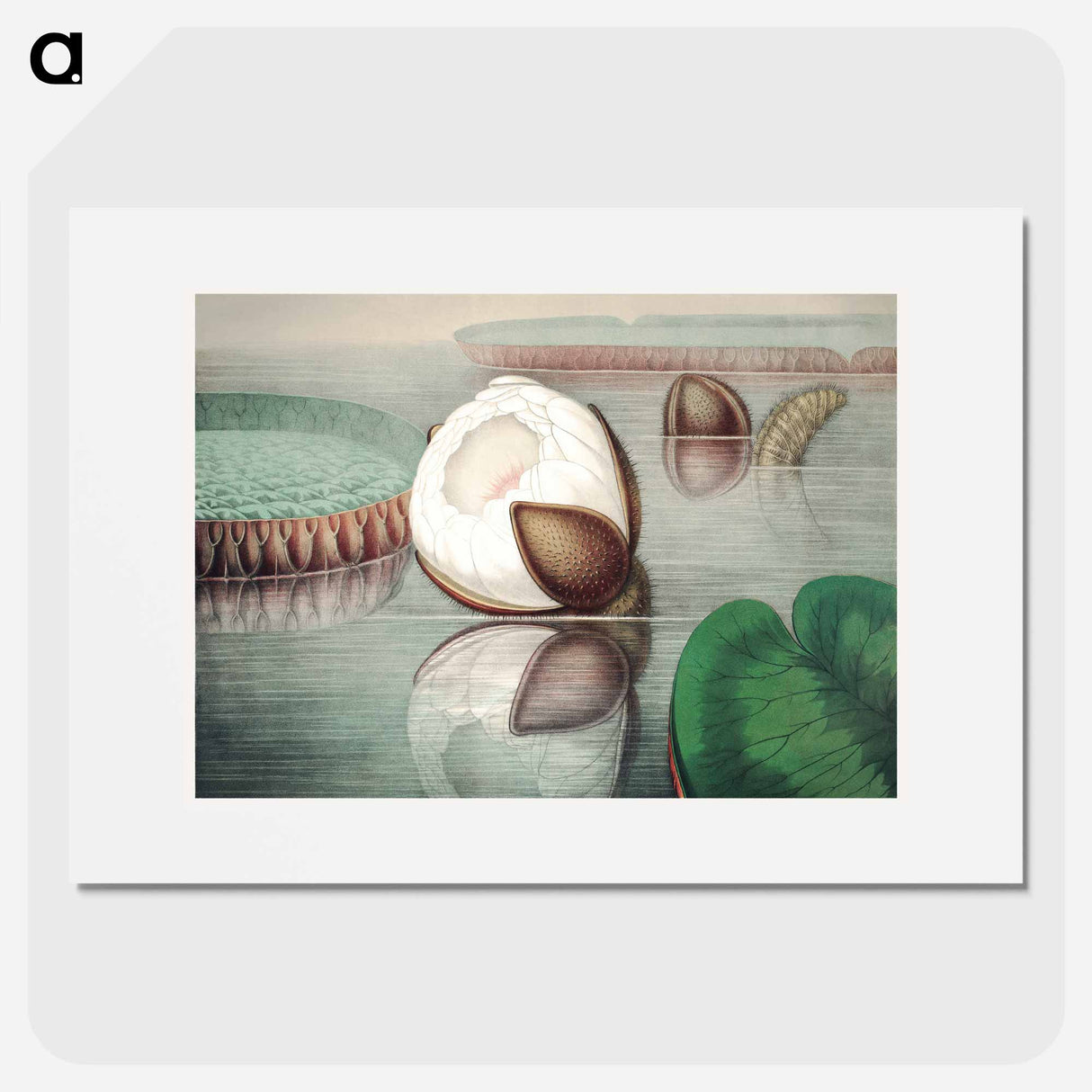The Victoria Regia; or the Great Water Lily of America - ビクトリア レジア Poster.