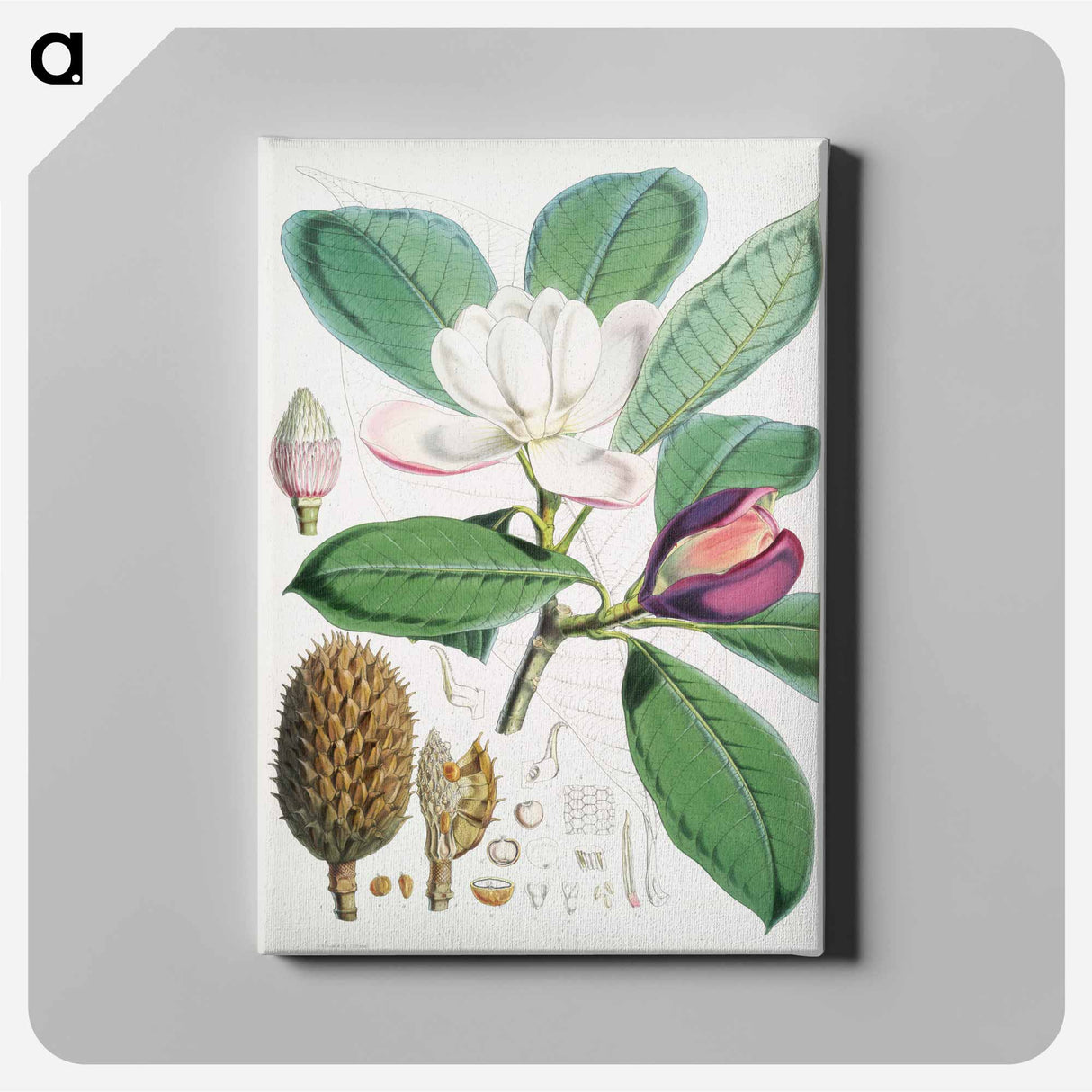 Talauma Hodgsoni - Walter Hood Fitch Canvas.