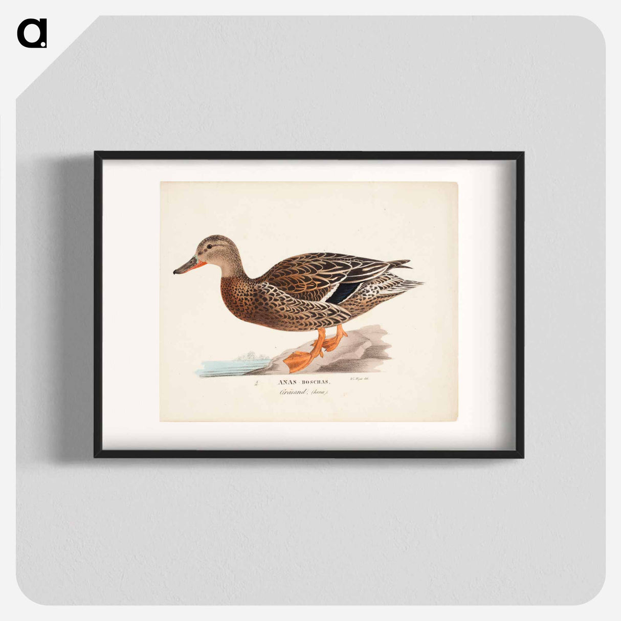 Female mallard - Wilhelm von Wright Poster.