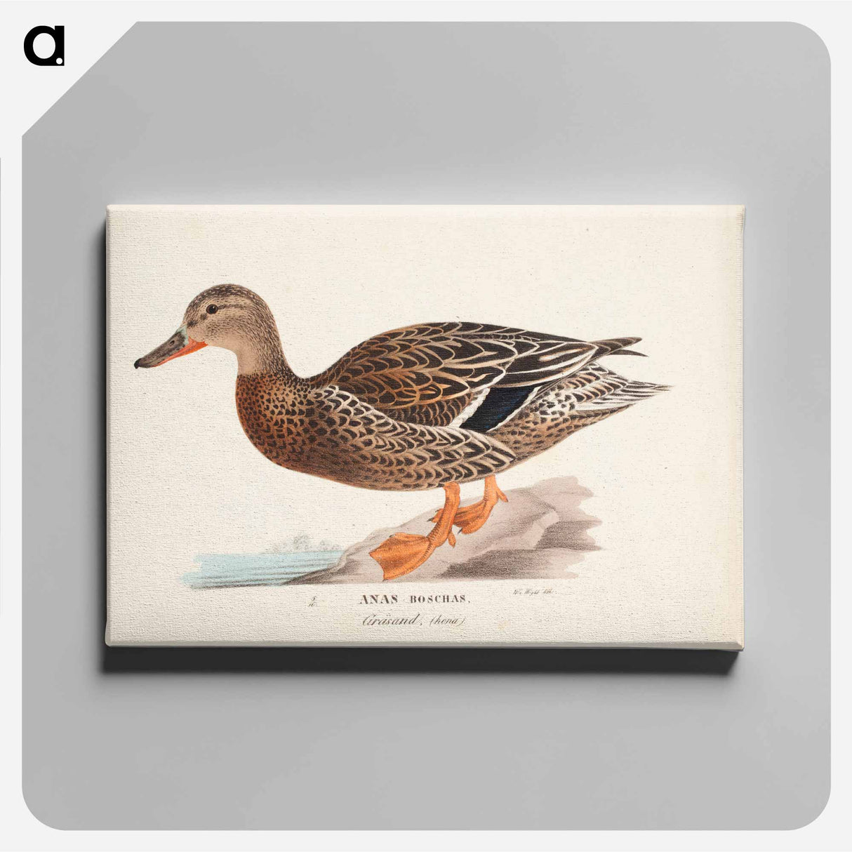 Female mallard - ヴィルヘルム フォン ライト Canvas.