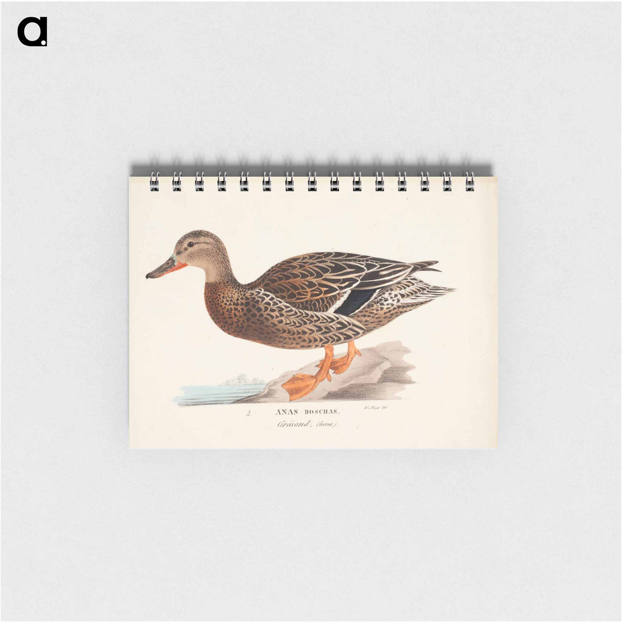 Female mallard - ヴィルヘルム フォン ライト Memo.