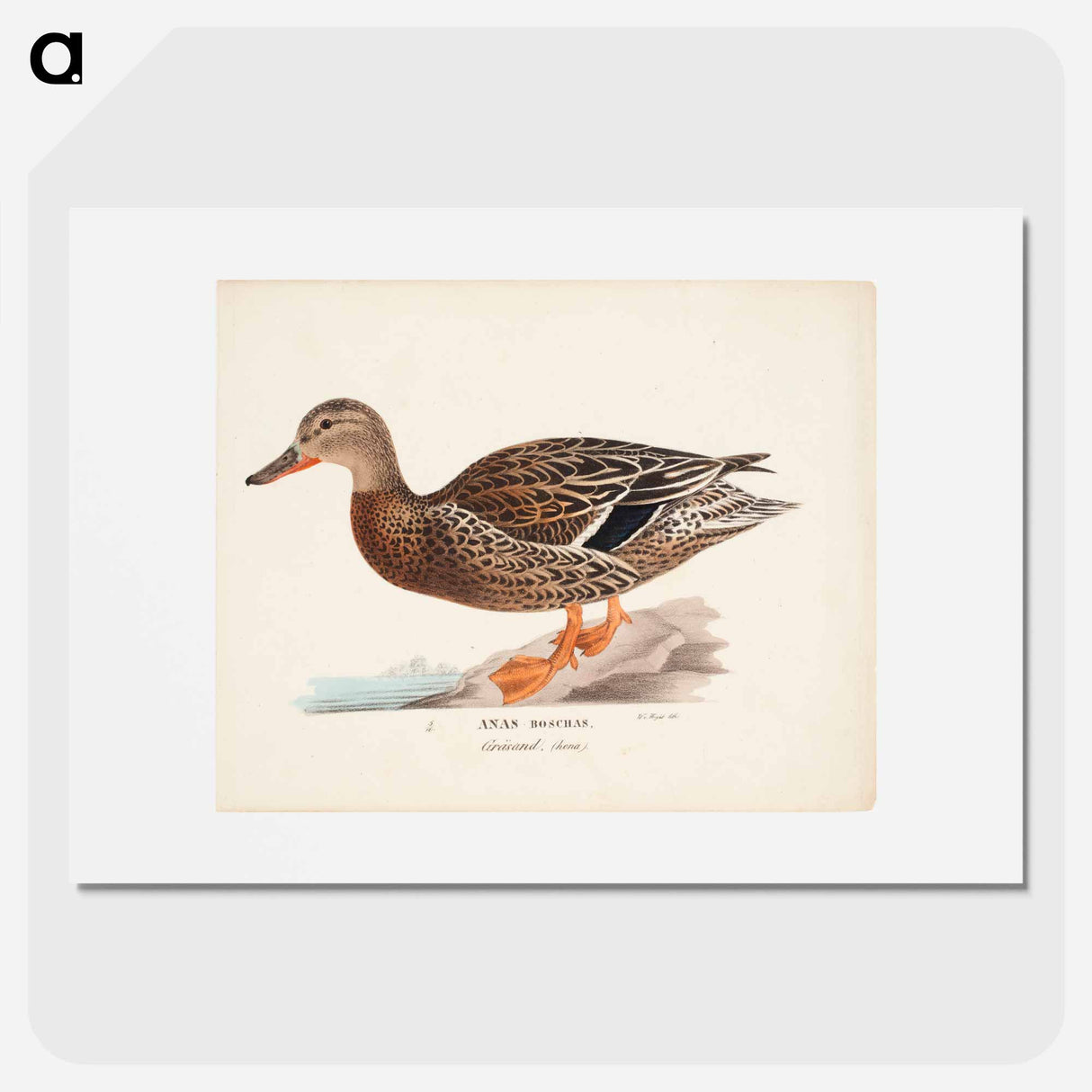 Female mallard - Wilhelm von Wright Poster.