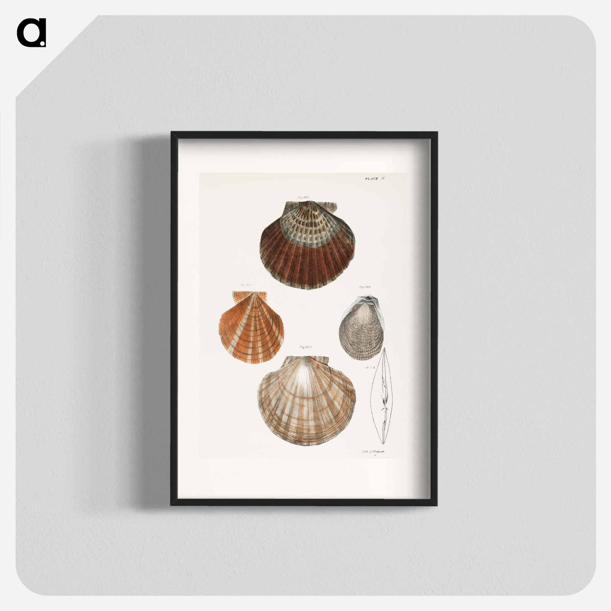 Different types of seashells illustration from Zoology of New York by James Ellsworth De Kay - ニューヨークの動物学 Poster.