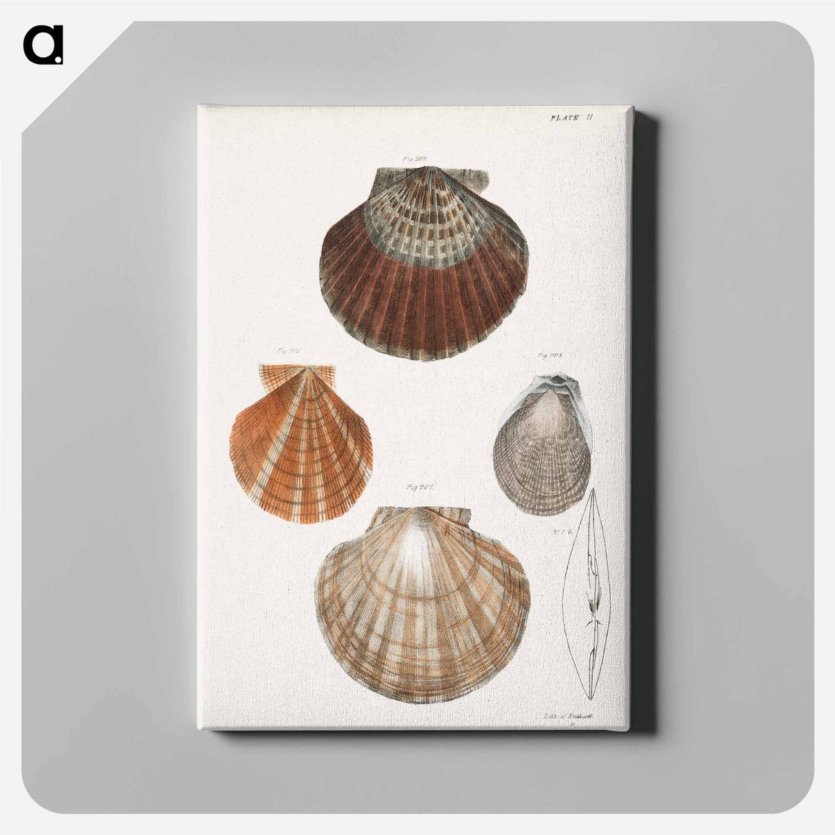 Different types of seashells illustration from Zoology of New York by James Ellsworth De Kay - Zoology of New York Canvas.