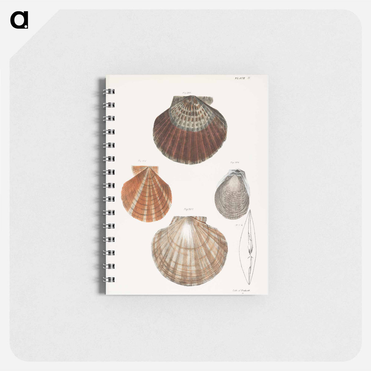 Different types of seashells illustration from Zoology of New York by James Ellsworth De Kay - ニューヨークの動物学 Memo.