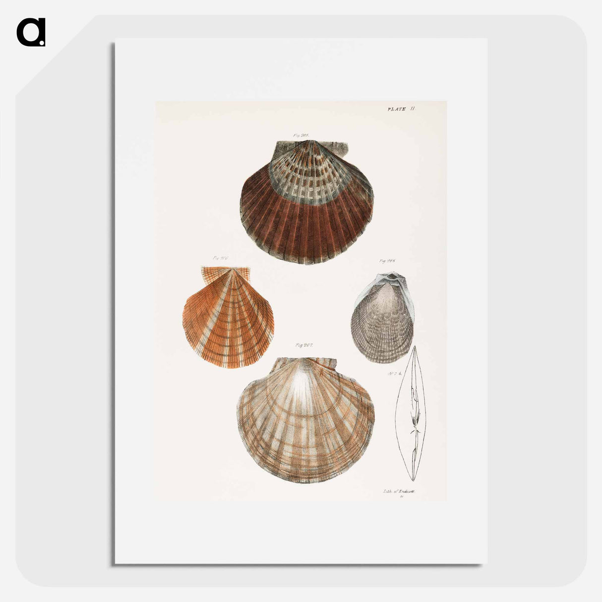 Different types of seashells illustration from Zoology of New York by James Ellsworth De Kay - ニューヨークの動物学 Poster.