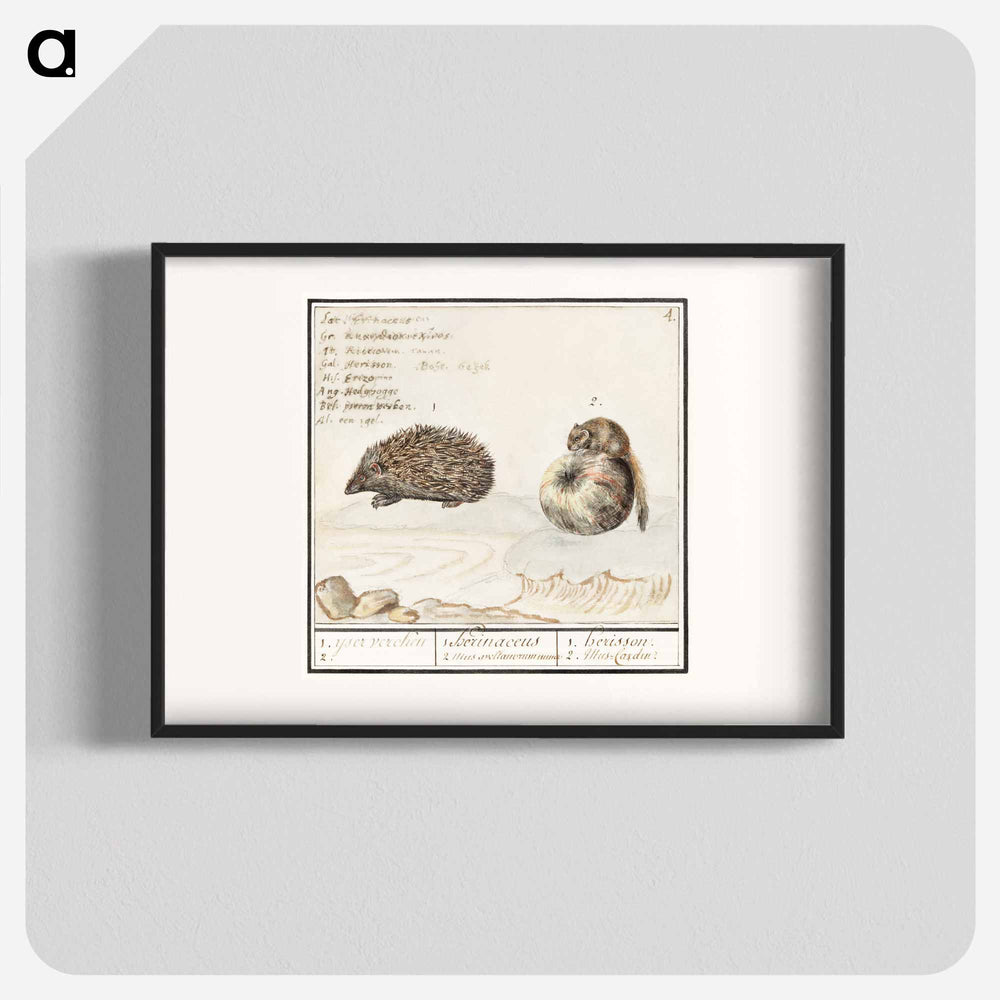 Hedgehog, Erinaceus europaeus and a Hazel dormouse, Muscardinus avellanarius - アンセルムス ボエティウス デ ブート Poster.