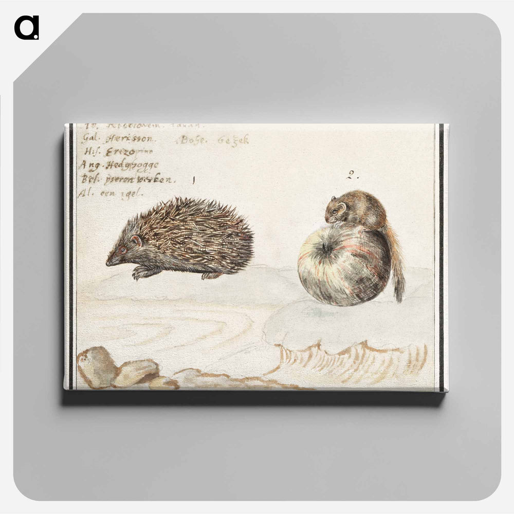 Hedgehog, Erinaceus europaeus and a Hazel dormouse, Muscardinus avellanarius - アンセルムス ボエティウス デ ブート Canvas.