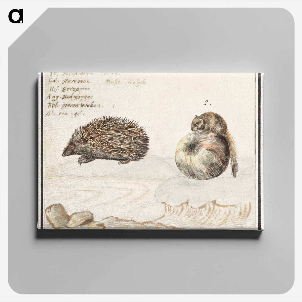 Hedgehog, Erinaceus europaeus and a Hazel dormouse, Muscardinus avellanarius - アンセルムス ボエティウス デ ブート Canvas.