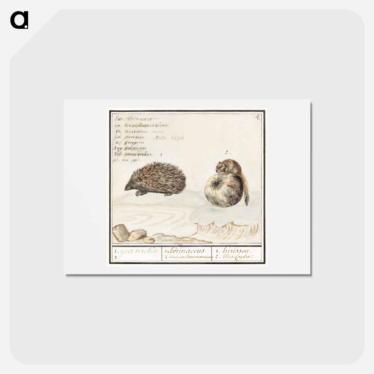 アートポストカード-Hedgehog, Erinaceus europaeus and a Hazel dormouse, Muscardinus avellanarius - アンセルムス ボエティウス デ ブート Postcard.