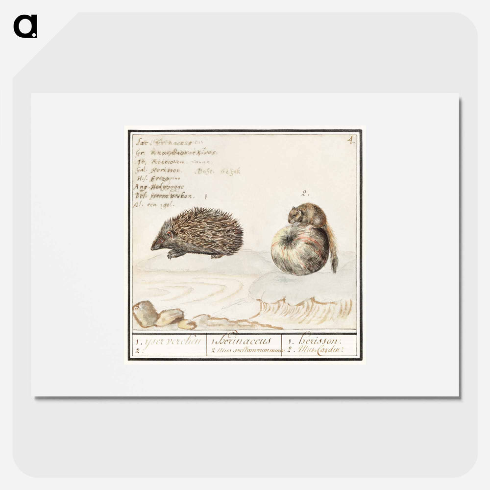 Hedgehog, Erinaceus europaeus and a Hazel dormouse, Muscardinus avellanarius - アンセルムス ボエティウス デ ブート Poster.