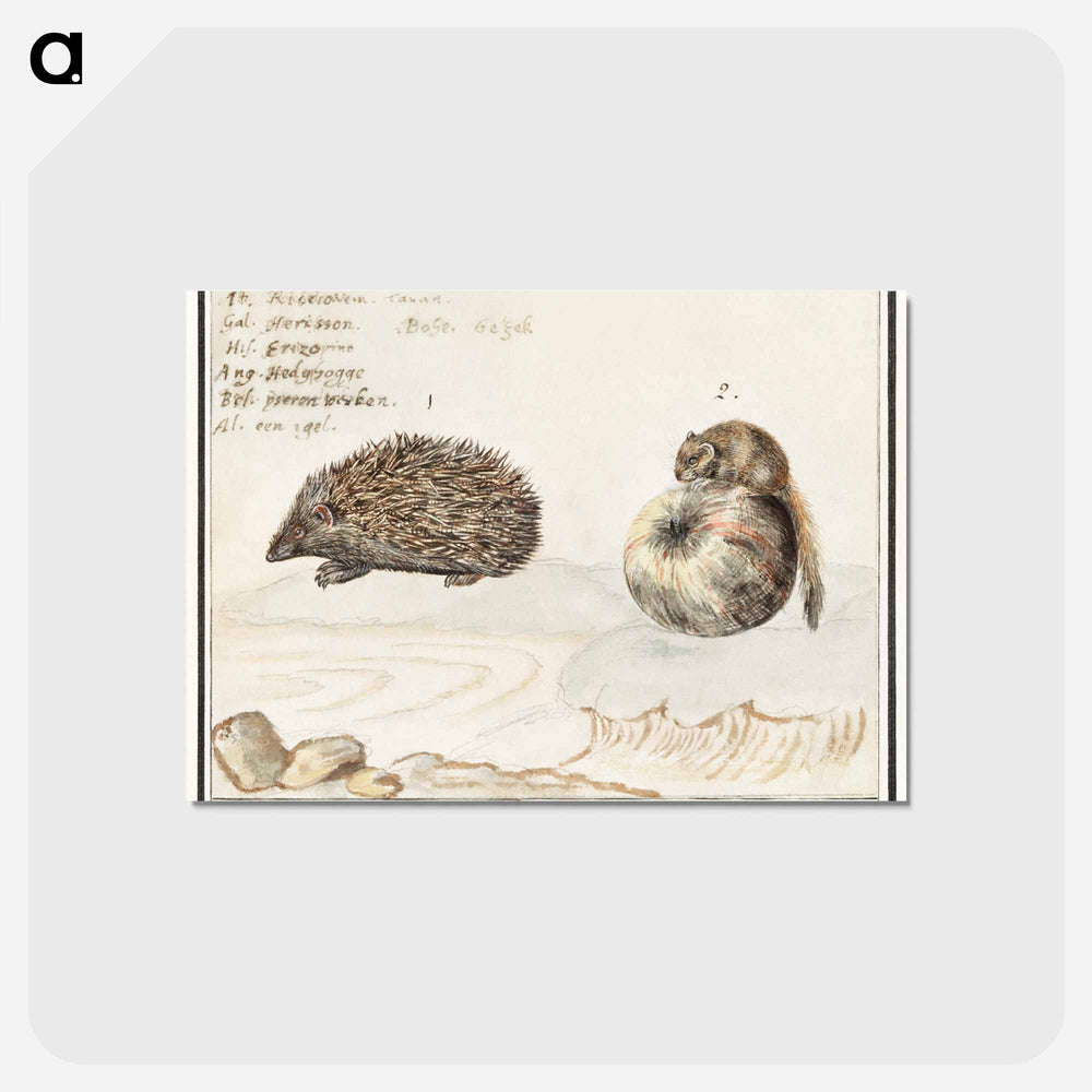 Hedgehog, Erinaceus europaeus and a Hazel dormouse, Muscardinus avellanarius - アンセルムス ボエティウス デ ブート Postcard.