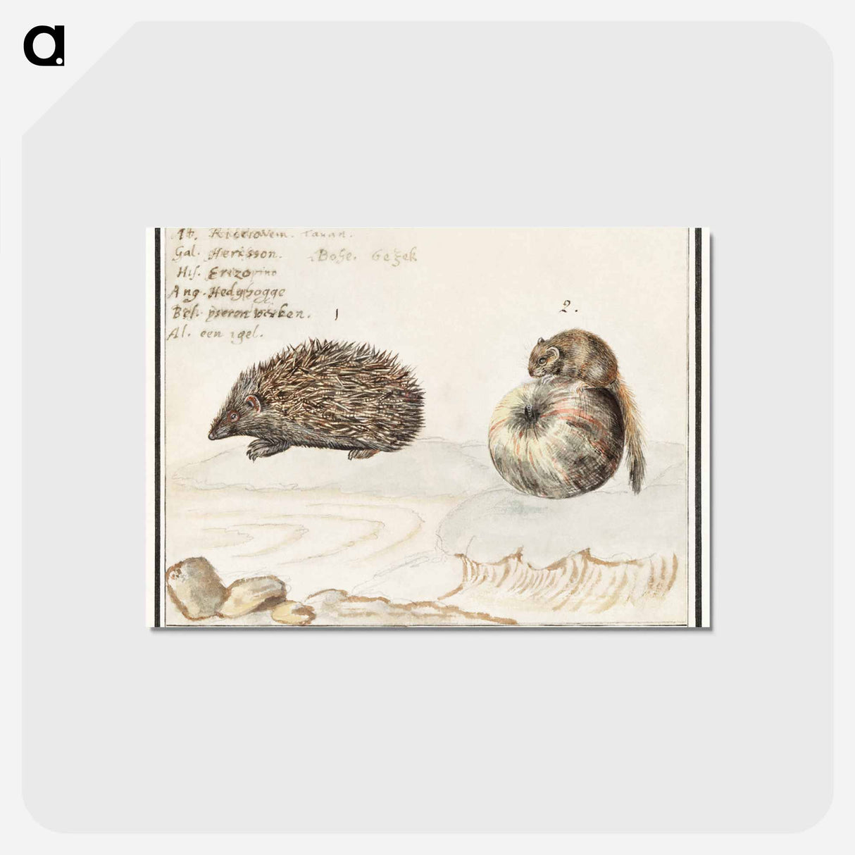 Hedgehog, Erinaceus europaeus and a Hazel dormouse, Muscardinus avellanarius - アンセルムス ボエティウス デ ブート Postcard.