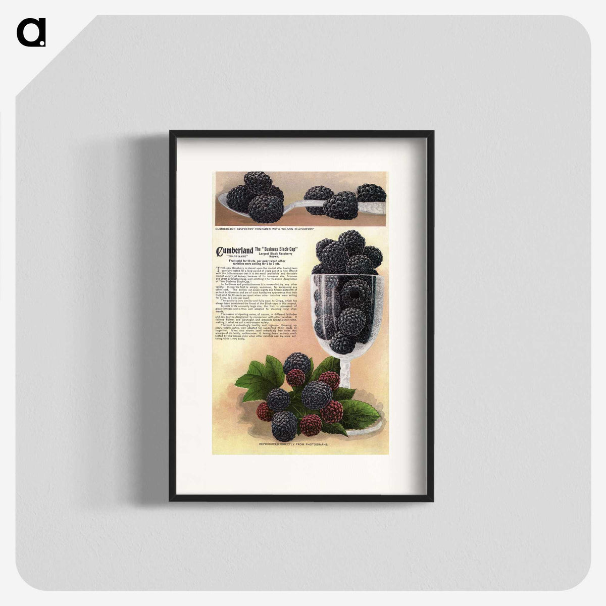 1-70_Botanical-Specimen-Plates_blk