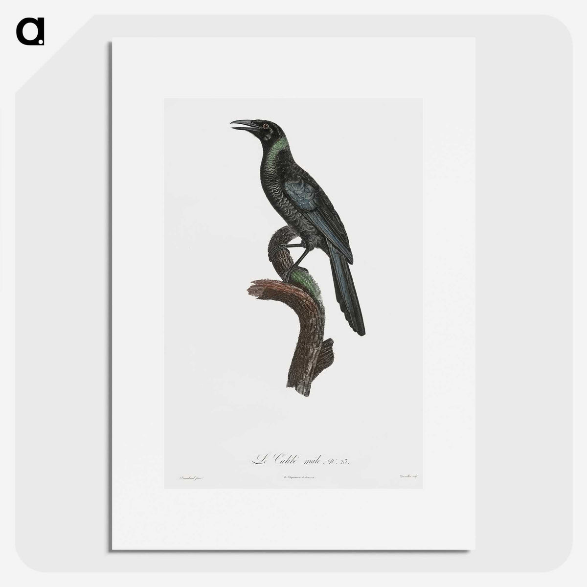 1-70_Des-Oiseaux-de-Paradis_picture