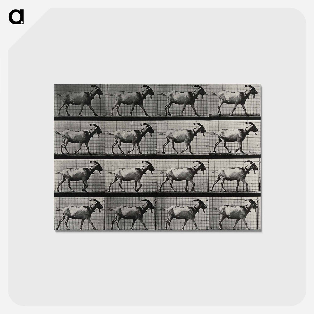 アートポストカード-Goat Walking
- エドワード マイブリッジ Postcard.