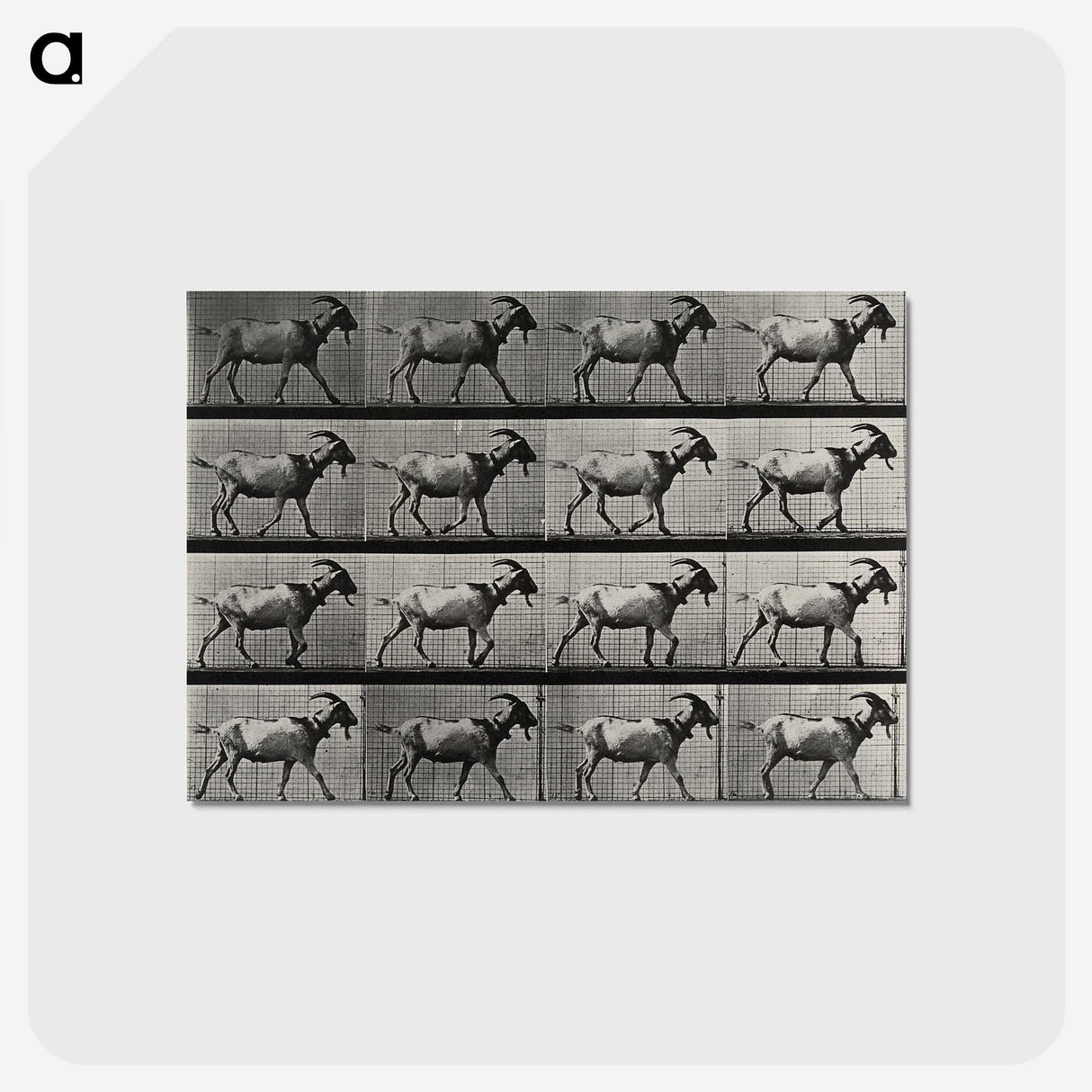 1-70_Eadweard-Muybridge_postcard