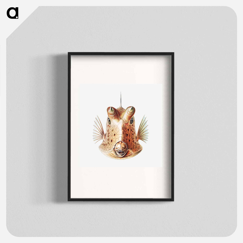 Vintage fish illustration on white background - エルンスト ヘッケル Poster.
