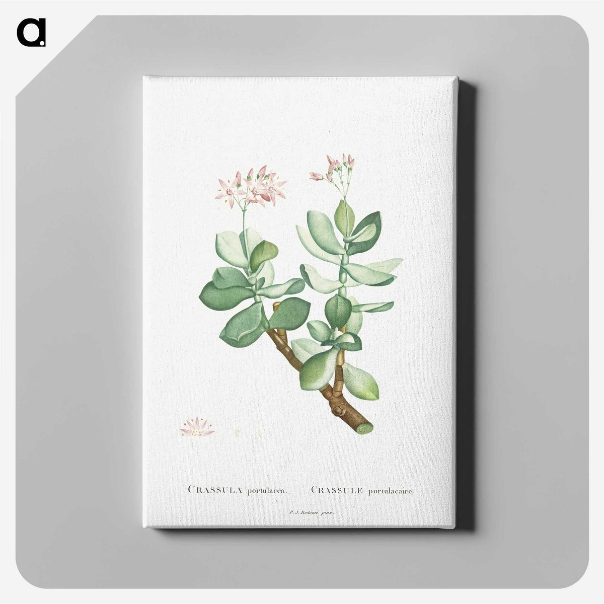 1-70_Histoire-des-Plantes-Grasses_canvas