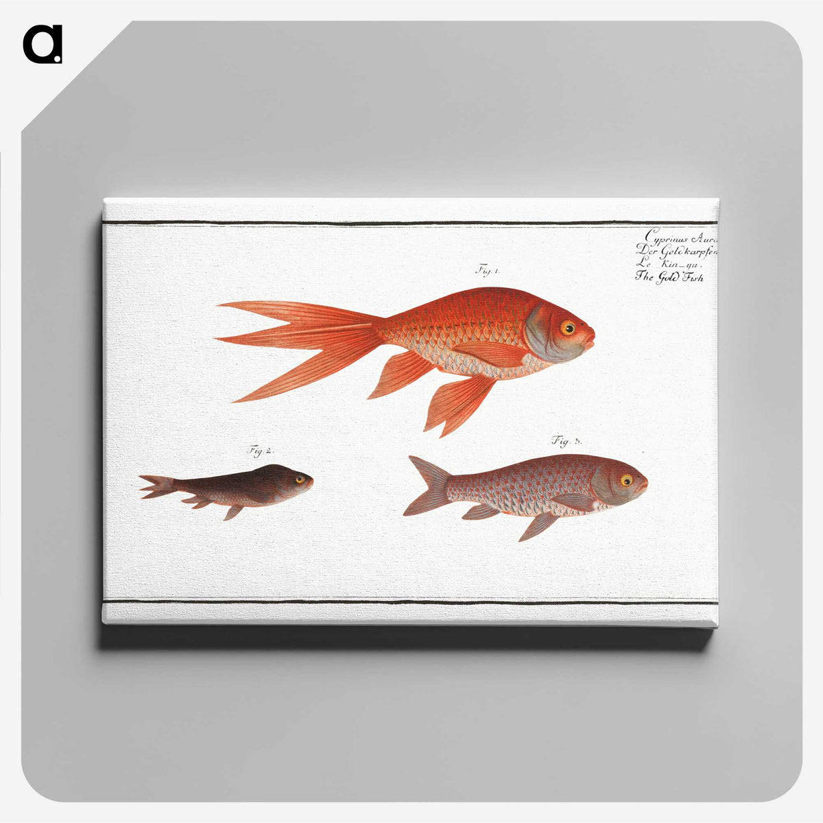 1-70_Ichtyologie-ou-Histoire-naturelle_canvas