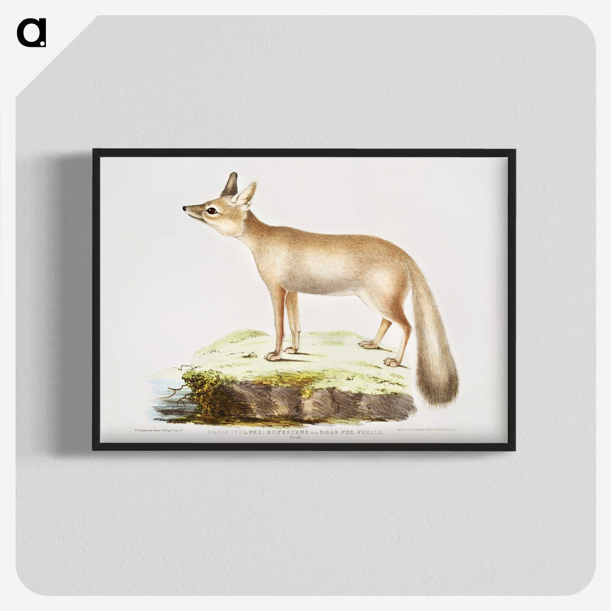1-70_Indian-Zoology_blk-crop