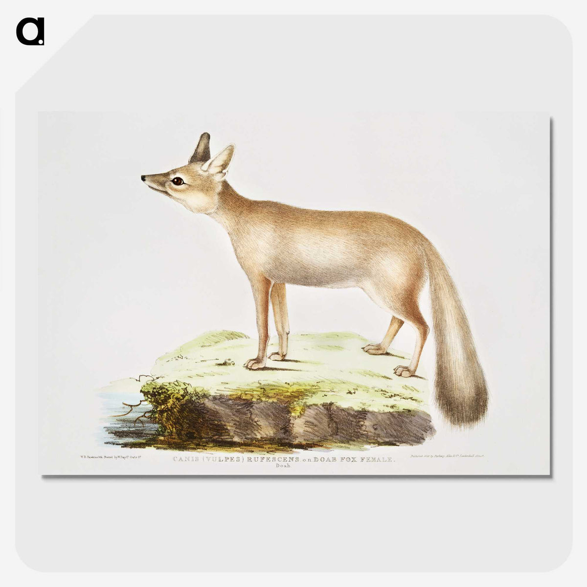 1-70_Indian-Zoology_picture-crop