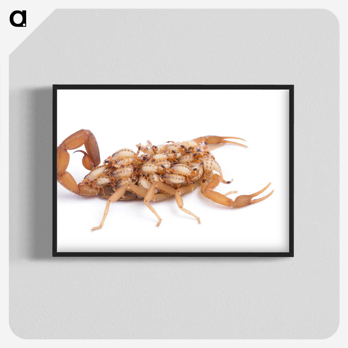 1-70_Insects-Unlocked-Project_blk-crop