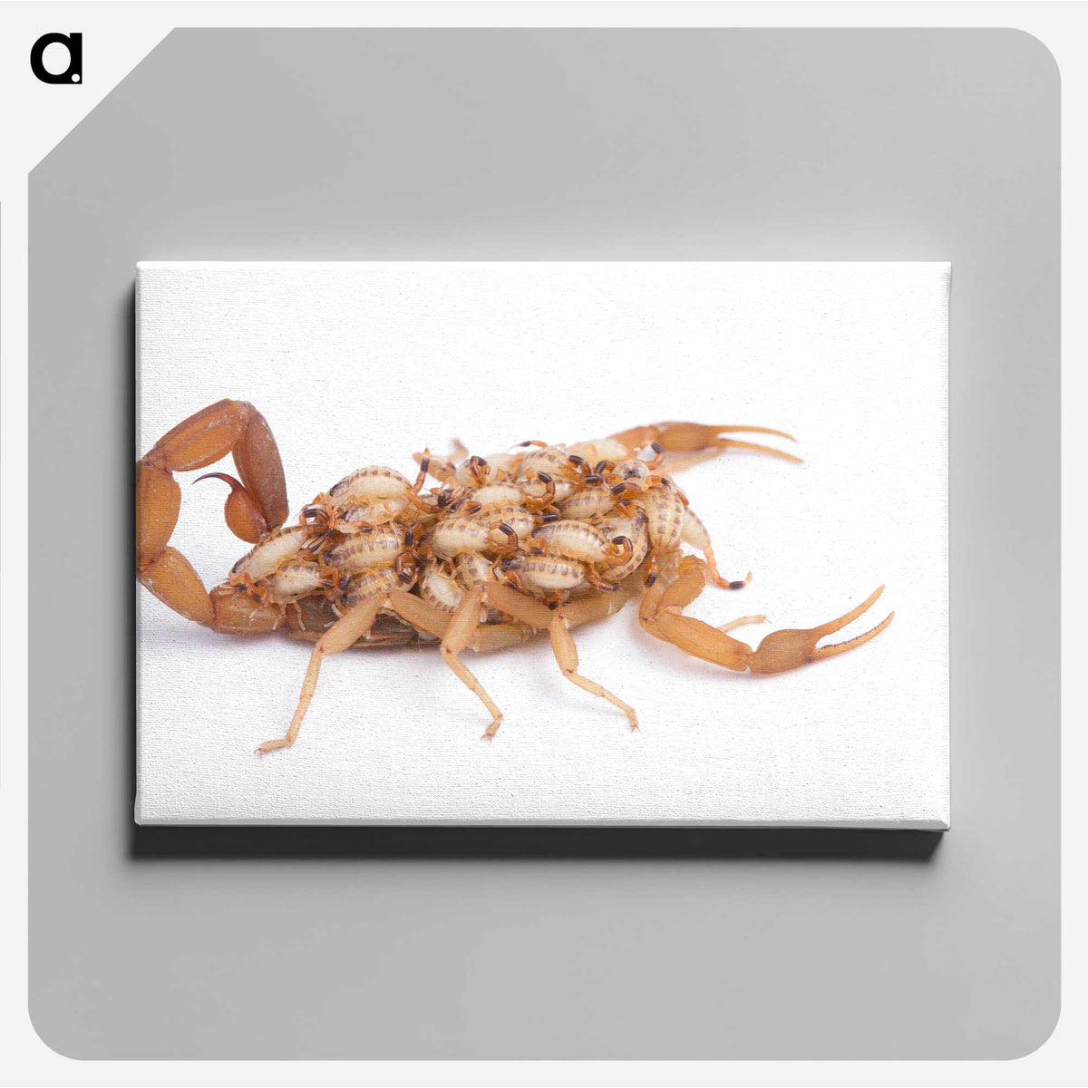 1-70_Insects-Unlocked-Project_canvas