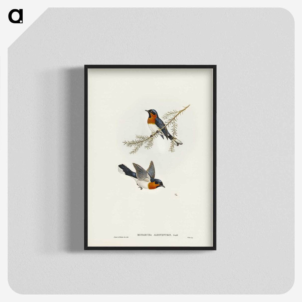 1-70_John-Gould_blk-crop