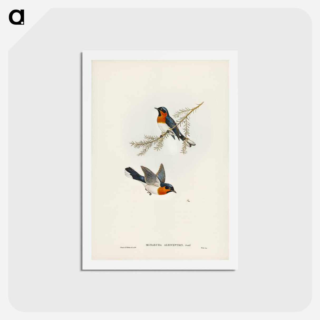 アートポストカード-White-bellied Flycatcher
- ジョン グールド Postcard.