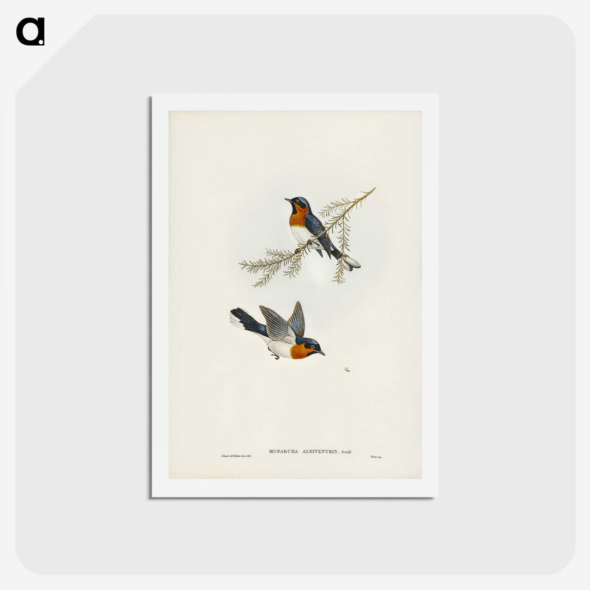 1-70_John-Gould_hagaki