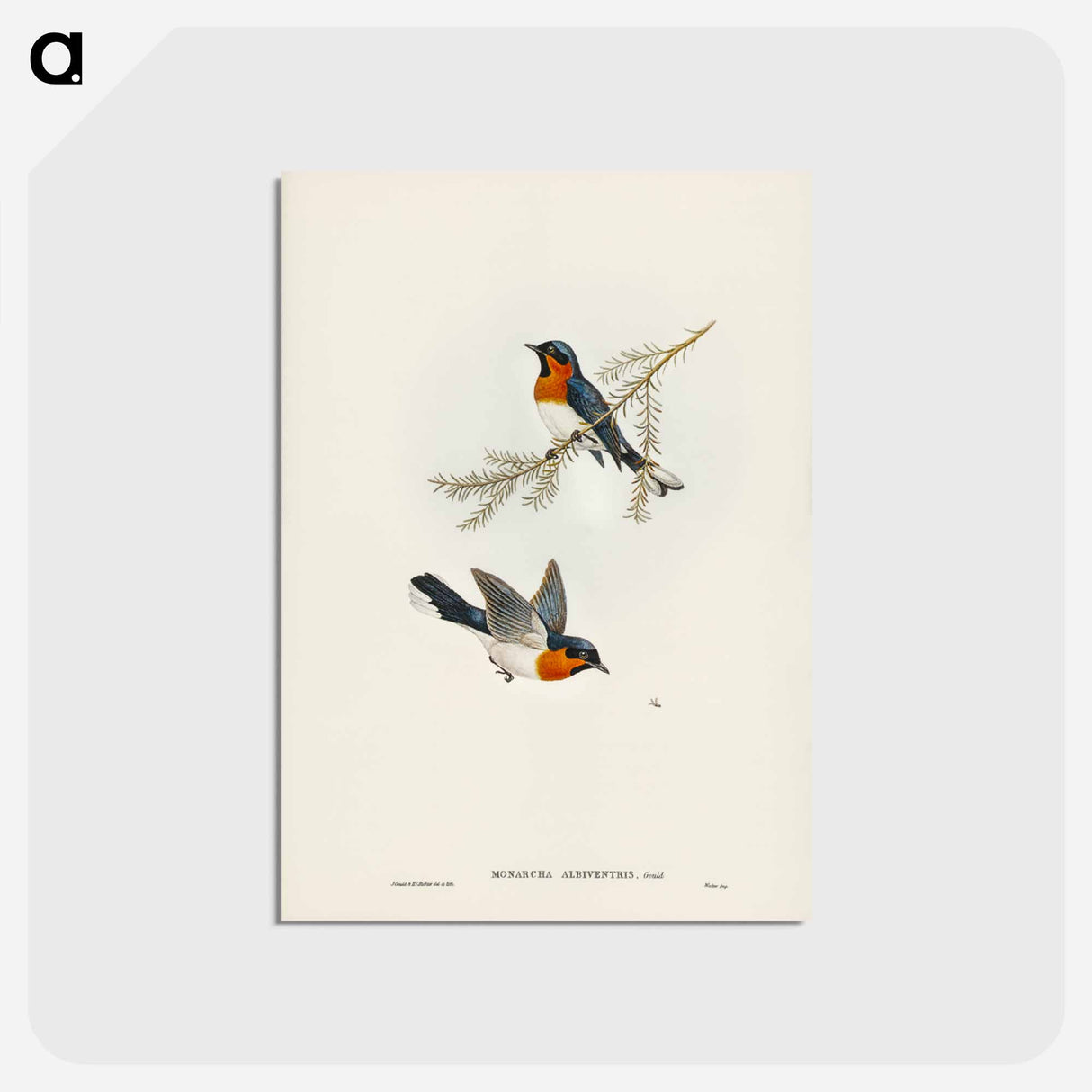 アートポストカード-White-bellied Flycatcher
- ジョン グールド Postcard.