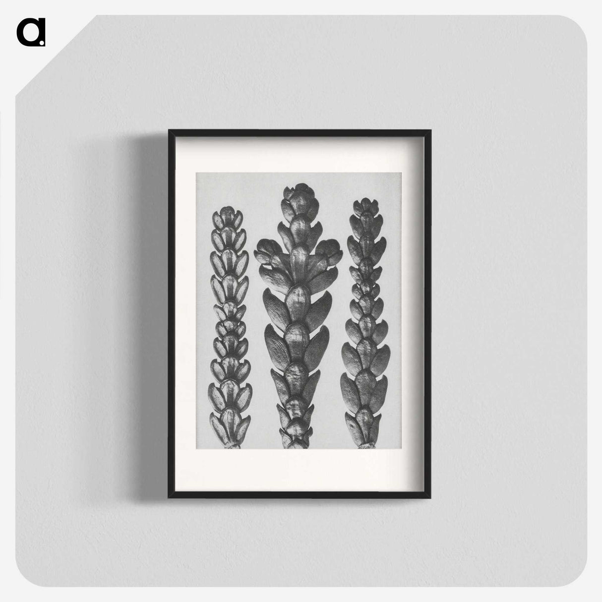 1-70_Karl-Blossfeldt_blk