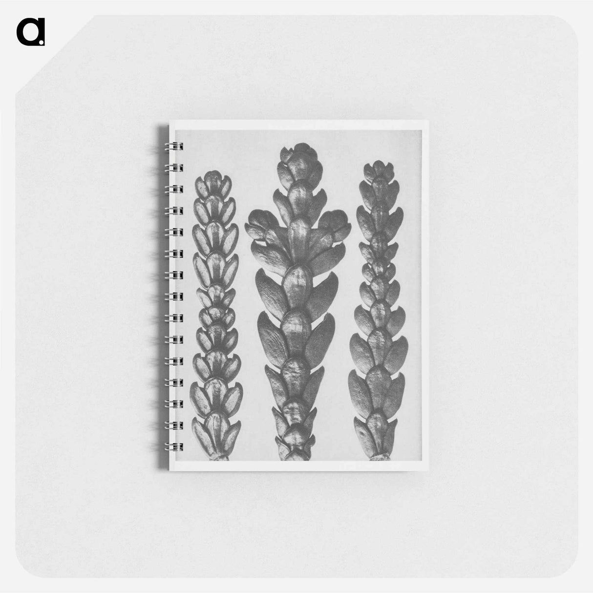 Ends of Thujopsis Dolabrata Branch (Hatchet–Leaved Arbor Vitae) enlarged 10 times - カール ブロスフェルト Memo.